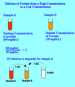 Protein dilution
