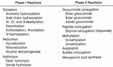 Biotransformation reactions. 