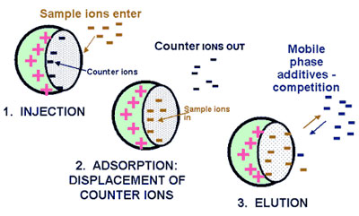 Principle of ion-exchange chromatograph 