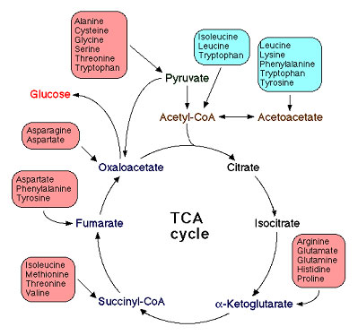 Amino acid degradation 