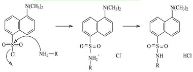 Derivatization reaction of BAs with dansyl-chloride